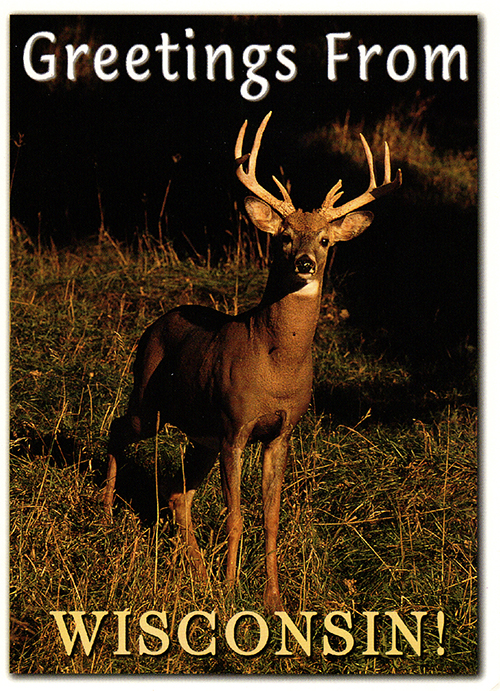 148 WI Deer Postcard